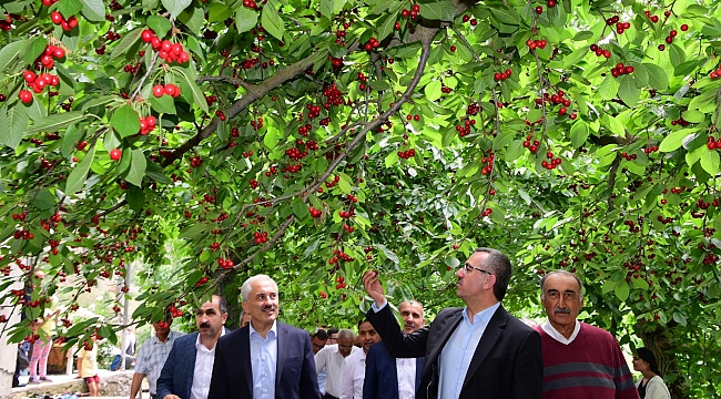 BAŞKAN GÜNGÖR KİRAZ HASADINA KATILDI