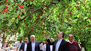 BAŞKAN GÜNGÖR KİRAZ HASADINA KATILDI