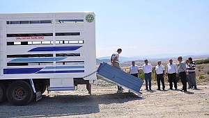 K.MARAŞ DAMIZLIK KOYUN VE KEÇİ BİRLİĞİ BAŞKANI VAKKAS KUZU'DAN ALKIŞLANACAK, TAKDİR EDİLECEK ÜRETİCİYE DESTEK