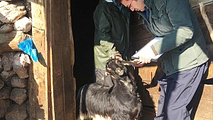 PAZARCIKTA VETERİNER HEKİMLER, VETERİNER SAĞLIK TEKNİKERLERİ ZORLU KIŞ ŞARTLARINDA SAHADALAR