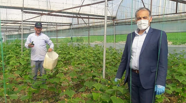 TÜRKOĞLU'NDA SEZONUN İLK ÜRÜNÜ YETİŞTİ