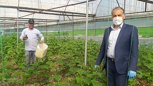 TÜRKOĞLU'NDA SEZONUN İLK ÜRÜNÜ YETİŞTİ