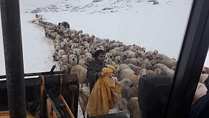Mahsur kalan yaylacılar ve koyun sürüleri kurtarıldı