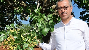 BAŞKAN GÜNGÖR: “BAKLAVANIN FISTIĞI PAZARCIK’TAN”