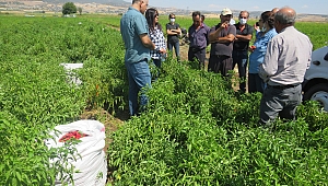 UYGULAMALI ÇİFTÇİ OKULUNDA KIRMIZIBİBER EĞİTİMİ GERÇEKLEŞTİRİLDİ