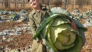 Kahramanmaraş'ın Elbistan İlçesinde yetişen dev lahana...!