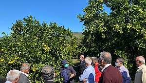 KSÜ Ziraat Fakültesi ve Andırın İlçe Tarım ve Orman Müdürlüğü İşbirliğiyle Çiftçilere Uygulamalı Eğitim Verildi
