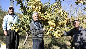 Kahramanmaraş'ta ayva hasadı başladı Bölgede yetiştirilen ayvalar iriliği, rengi ve aromasıyla dikkati çekiyor Daha çok iç pazarda tüketilen ayva Rusya’ya da ihraç ediliyor