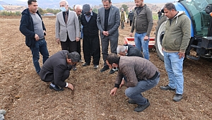 PAZARCIK’TA HİBE OLARAK DAĞITILAN MERCİMEK TOHUMUNUN EKİLİŞİ GERÇEKLEŞTİRİLDİ
