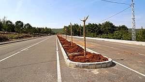 CADDE VE BULVARLAR BİTKİLERLE DONATILIYOR