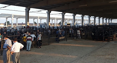 Canlı Hayvan Borsası’nda Padok Kiralama İşlemleri Başladı!