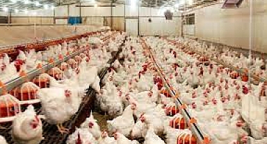 Tavukçuluktada Unutulduk, Bu Dönemde İlimize Destek Verilmeyecekte Ne Zaman Verilecek ?