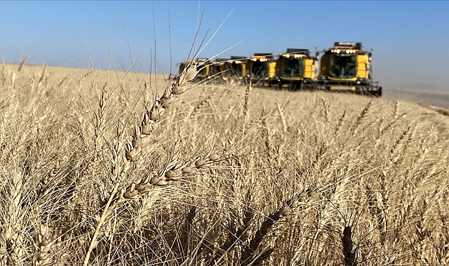 TİGEM İşletmeleri Hububat Hasadında Rekor Kırdı