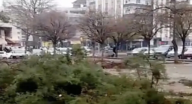 Gaziantep'te Şehrin Göbeğinde Ağaç Katliamı