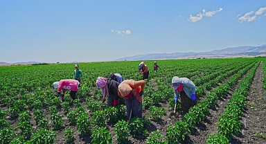 Büyükşehir’den Üreticiye 650 Bin Hibe Biber Fidesi