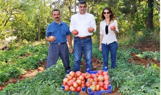 ALBENİSİ YÜKSEK PEMBE DOMATESLERİN HASADI BAŞLADI,PEMBE DOMATESLER KAHRAMANMARAŞ’I SEVDİ…