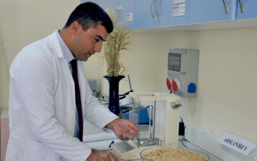 KSÜ’DE KURAKLIKTAN KAÇAN VE FAZLA ÜRÜN VEREN YULAF GELİŞTİRİLDİ