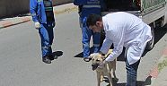 DOĞAL YAŞAMLARINA GERİ DÖNDÜLER.