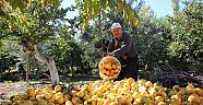 KAHRAMANMARAŞ’TA HURMANIN HASADI BUGÜNLERDE GERÇEKLEŞTİRİLİYOR