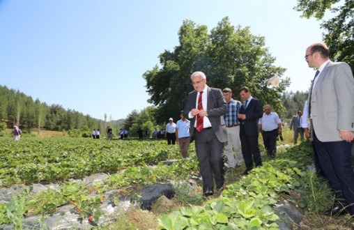VALİ GÜVENÇER VE PROTOKOL ÜYELERİ ÇİLEK TOPLADILAR.