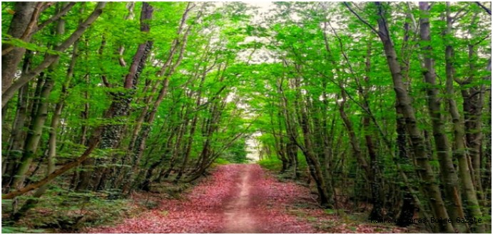 YAVŞAN YAYLASI TABİAT PARKI GELİŞME PLANI HAYIRLI OLSUN…